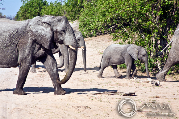 Miva Stock_2824 - Botswana, Chobe NP, Elephants