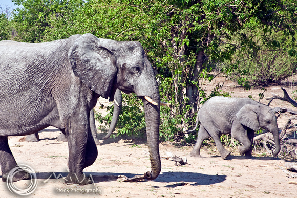 Miva Stock_2825 - Botswana, Chobe NP, Elephants