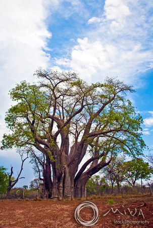 Miva Stock_2826 - Botswana, Chobe NP, Baobab tree
