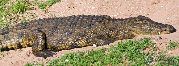 Miva Stock_2839- Botswana, Chone NP, crocodile
