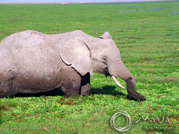 Miva Stock_2856 - Botswana, Chobe NP, Elephant, delta