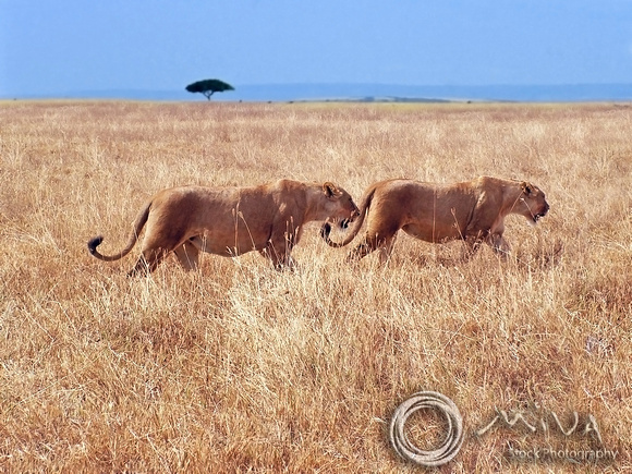 Miva Stock_2858 - Tanzania, Ngorongoro, Lionesses