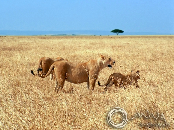 Miva Stock_2859 - Tanzania, Ngorongoro, Lionesses