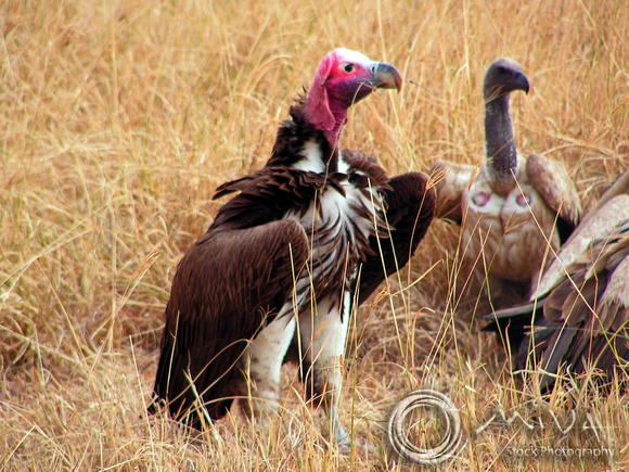 Miva Stock_2860 - South Africa, Kruger NP, Vultures