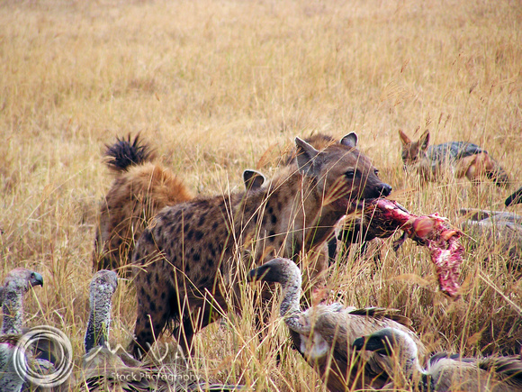 Miva Stock_2864- South Africa, Kruger NP, Vultures, Hyenas