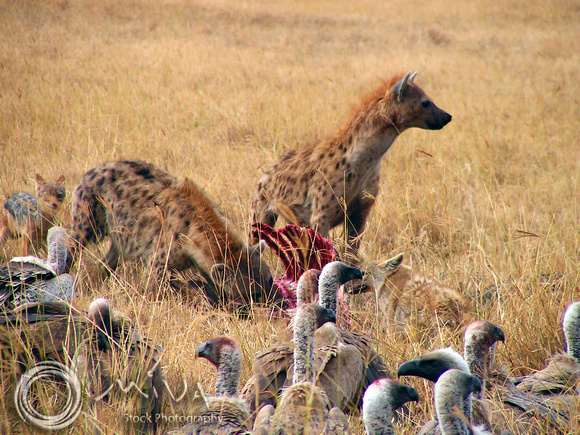 Miva Stock_2865- South Africa, Kruger NP, Vultures, Hyenas