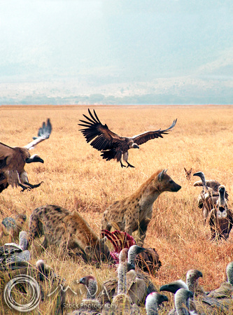 Miva Stock_2866- South Africa, Kruger NP, Vultures, Hyenas