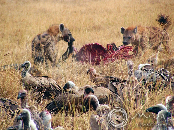 Miva Stock_2867- South Africa, Kruger NP, Vultures, Hyenas