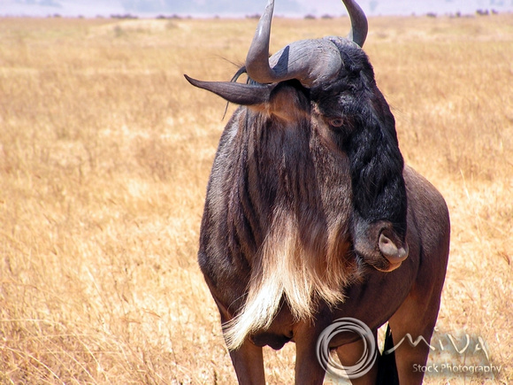 Miva Stock_2868 - Tanzania, Ngorongoro, wildebeest