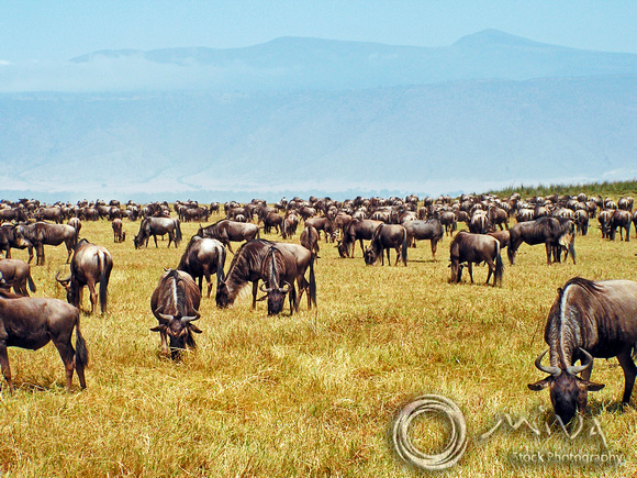 Miva Stock_2869 - Tanzania, Ngorongoro, Wildebeest herd