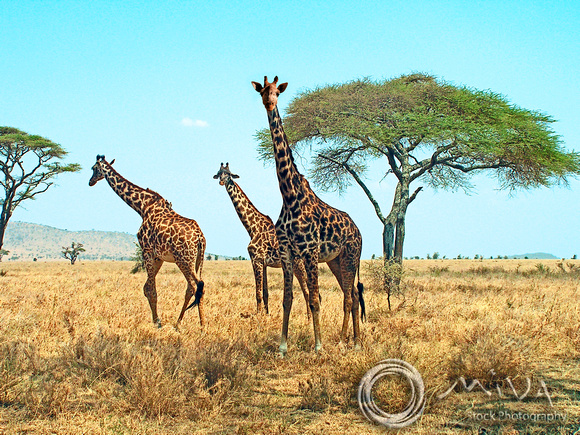 Miva Stock_2872 - Tanzania, Ngorongoro, Masai giraffe