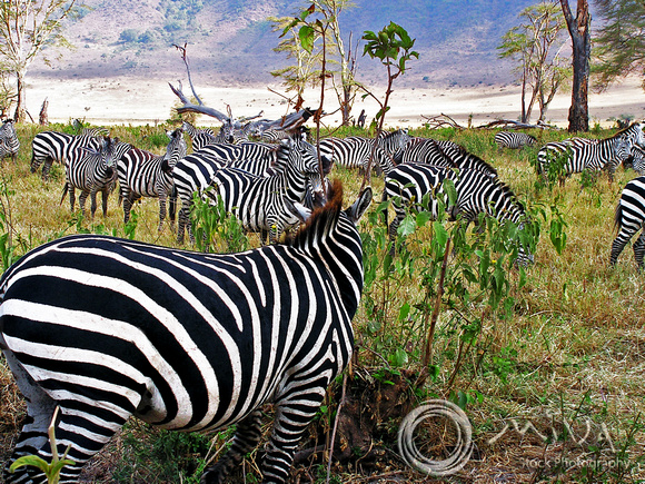 Miva Stock_2874 - Tanzania, Ngorongoro, Zebra