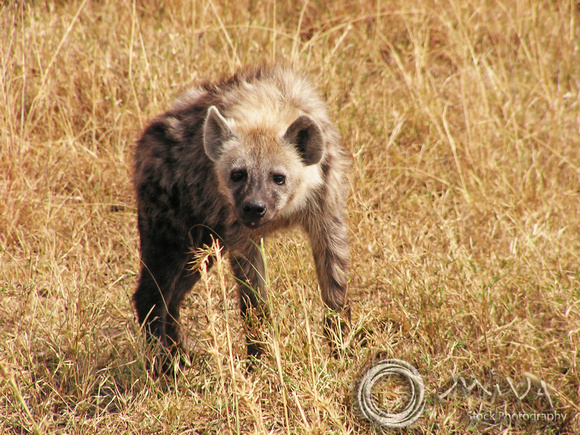Miva Stock_2875 - Botswana, Cobe NP, Spotted Hyena