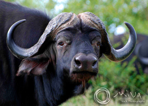 Miva Stock_2891 - Botswana, Chobe NP, Cape Water Buffalo