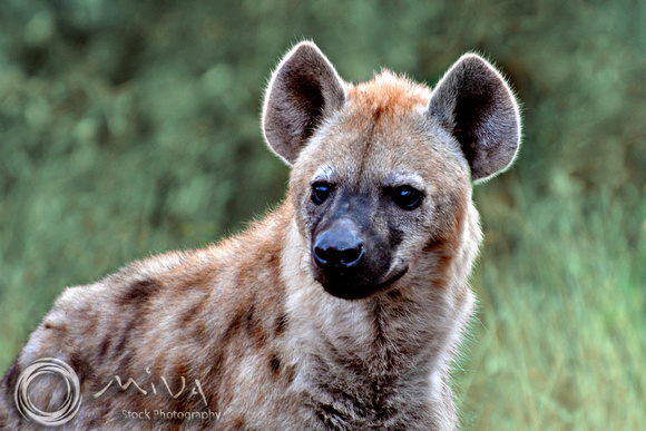 Miva Stock_2892 - Botswana, Chobe NP, Spotted hyena