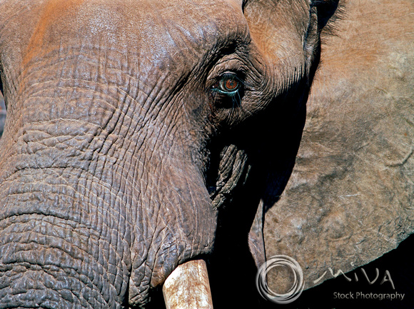 Miva Stock_2893 - Tanzania, Ngorongoro, Elephant, close up