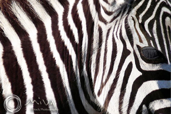 Miva Stock_2898 - Tanzania, Ngorongoro, Zebra, close up