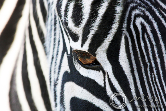 Miva Stock_2900 - Tanzania, Ngorongoro, Zebra, close up