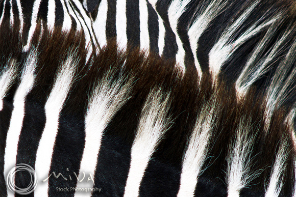 Miva Stock_2901 - Tanzania, Ngorongoro, Zebra, close up