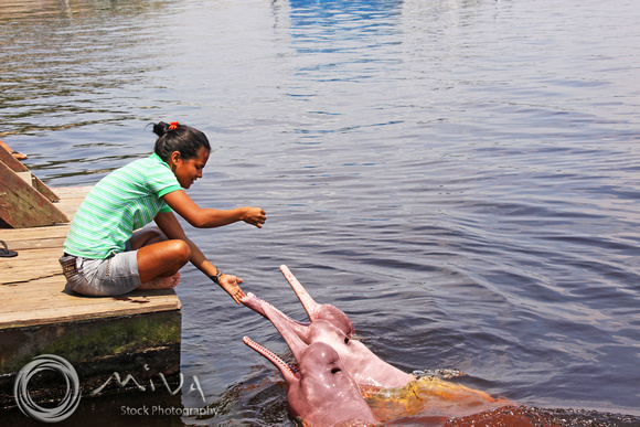 Miva Stock_3044 - Brazil, Negro River, Pink river dolphin