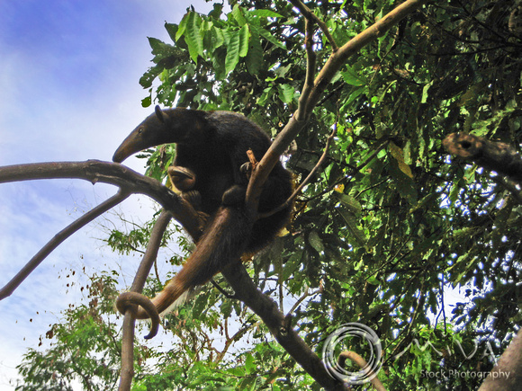 Miva Stock_3056 - Brazil, Amazon Jungle, Giant Anteater