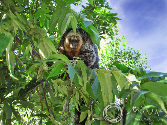 Miva Stock_3058 - Brazil, Amazon Jungle, Bearded saki Monkey