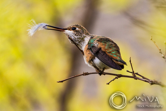 Miva Stock_3094 - USA, California, Rufous hummingbird