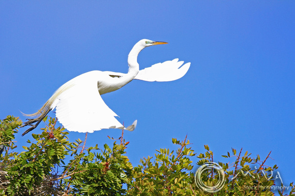 Miva Stock_3098 - USA, California, Great White Egret