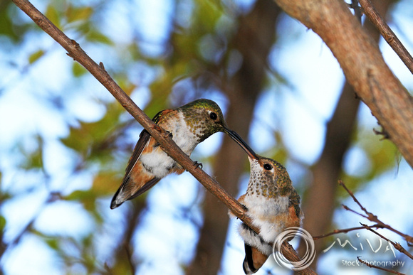 Miva Stock_3099- USA, California, Rufous hummingbird