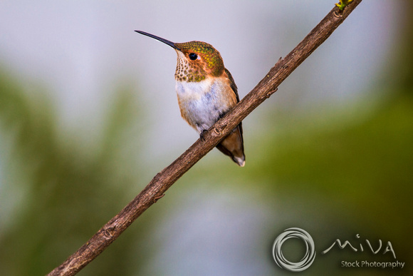 Miva Stock_3103- USA, California, Rufous hummingbird