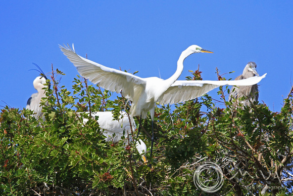 Miva Stock_3104 - USA, California, Great White Egret