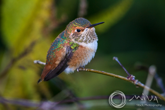 Miva Stock_3106- USA, California, Rufous hummingbird