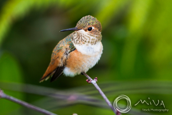 Miva Stock_3109- USA, California, Rufous hummingbird
