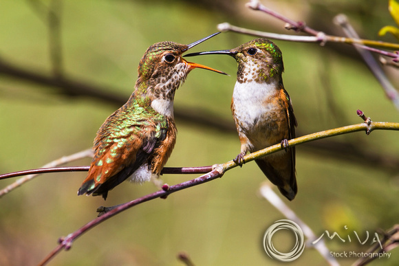 Miva Stock_3110- USA, California, Rufous hummingbird