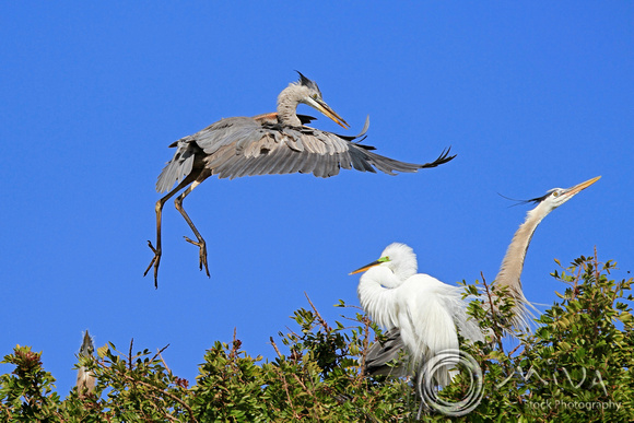 Miva Stock_3113 - USA, California, Great Blue Heron, White Egret