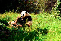 Miva Stock_0791 - China, Beijing, Beijing Zoo, Giant Panda