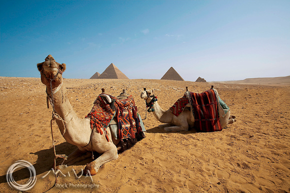 Miva Stock_0813 - Egypt, Cairo, Giza, Camels, great pyramids