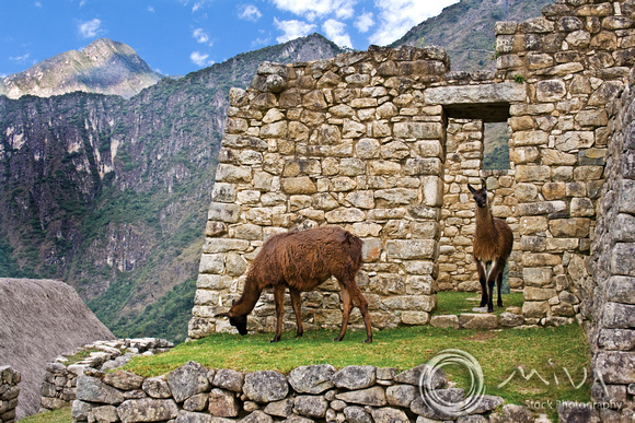 Miva Stock_0858 - Peru, Machu Picchu, Sacred Valley, Llamas