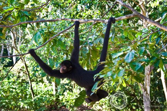 Miva Stock_0893 - Peru, Amazon Jungle, black Spider Monkey