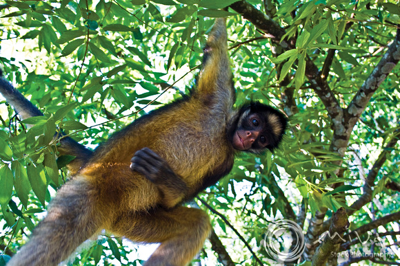 Miva Stock_0894 - Peru, Amazon, Brown Capuchin Monkey