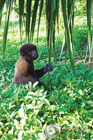 Miva Stock_0895 - Peru, Amazon, Brown Wooly Monkey