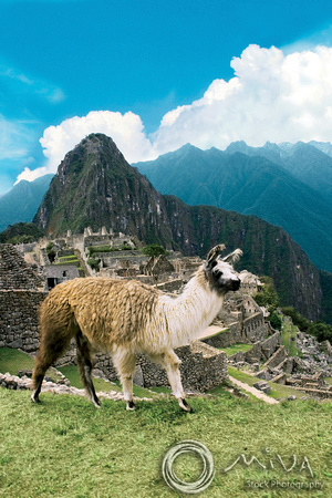 Miva Stock_0929 - Peru, Machu Picchu, Sacred Valley, llama