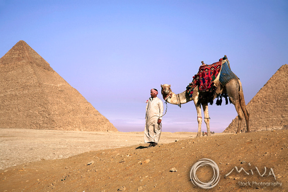Miva Stock_0989 - Egypt, Cairo, Giza, man, camel, Pyramids