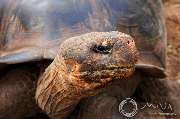 Miva Stock_1040 - Ecuador, Galapagos Islands, Tortoise
