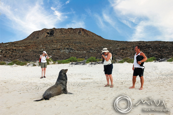 Miva Stock_1044 - Ecuador, Galapagos Islands, tourists, seal