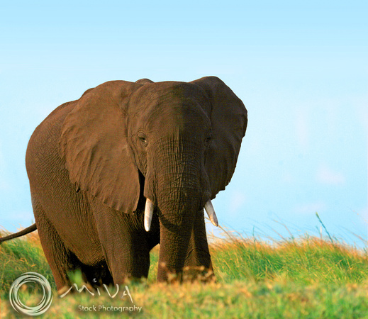 Miva Stock_1095 - Botswana, Chobe NP, Elephant, grass