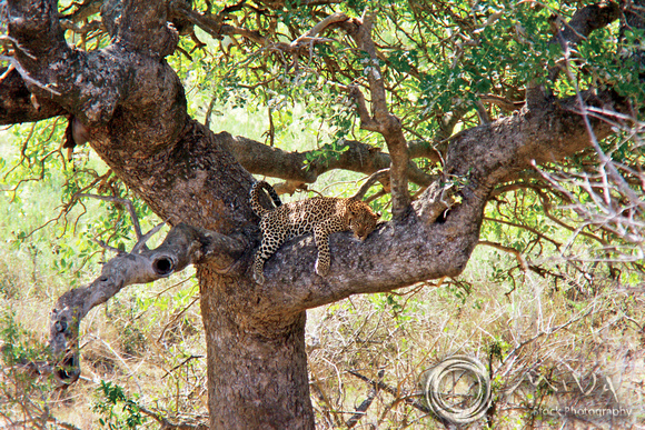Miva Stock_1107 - South Africa, Kruger NP, Leopard, tree