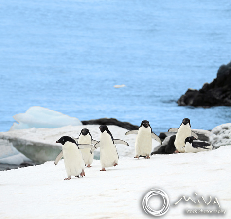 Miva Stock_1127 - Antarctica, Paradise Harbor, Gentoo penguins