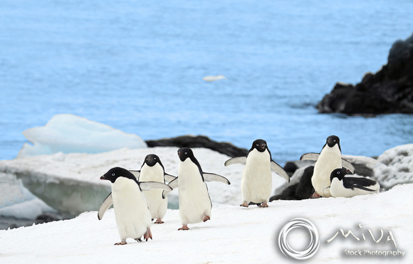 Miva Stock_1128 - Antarctica, Paradise Harbor, Gentoo penguins