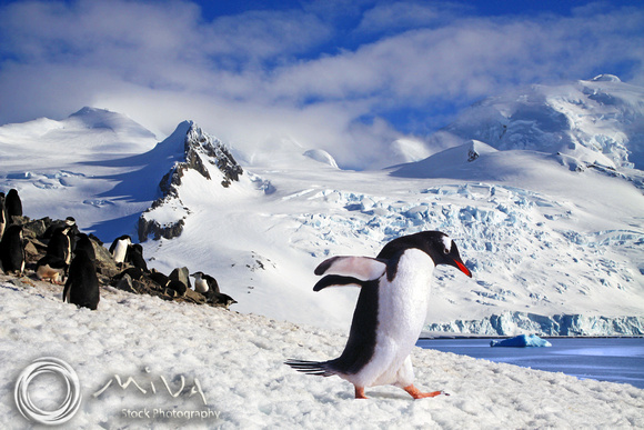 Miva Stock_1129 - Antarctica, Paradise Harbor, Gentoo penguin